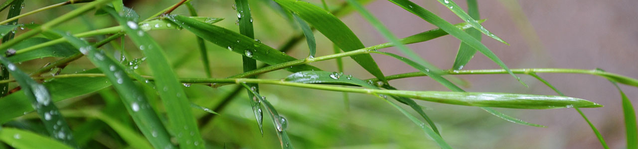 bamboo
