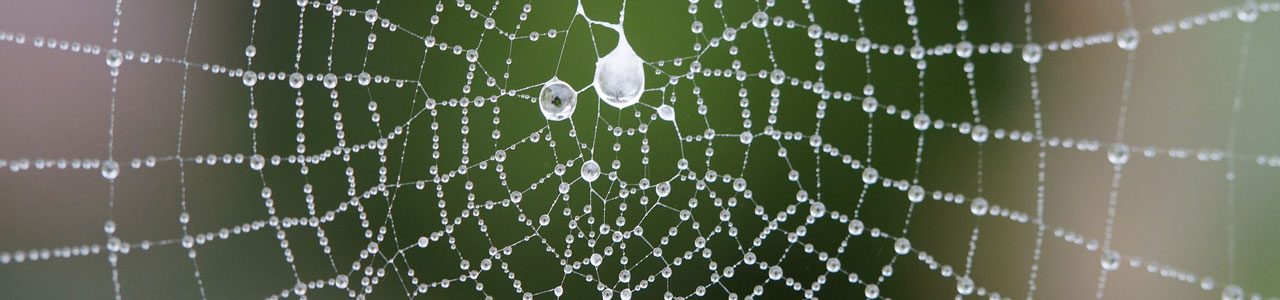 cobweb